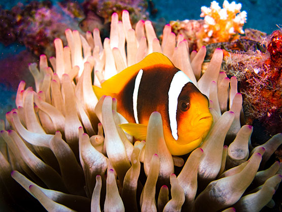 Clown fish in sea anemone