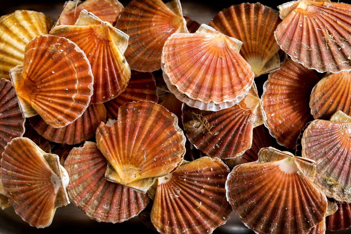 Media image Scallop Stock Assessment