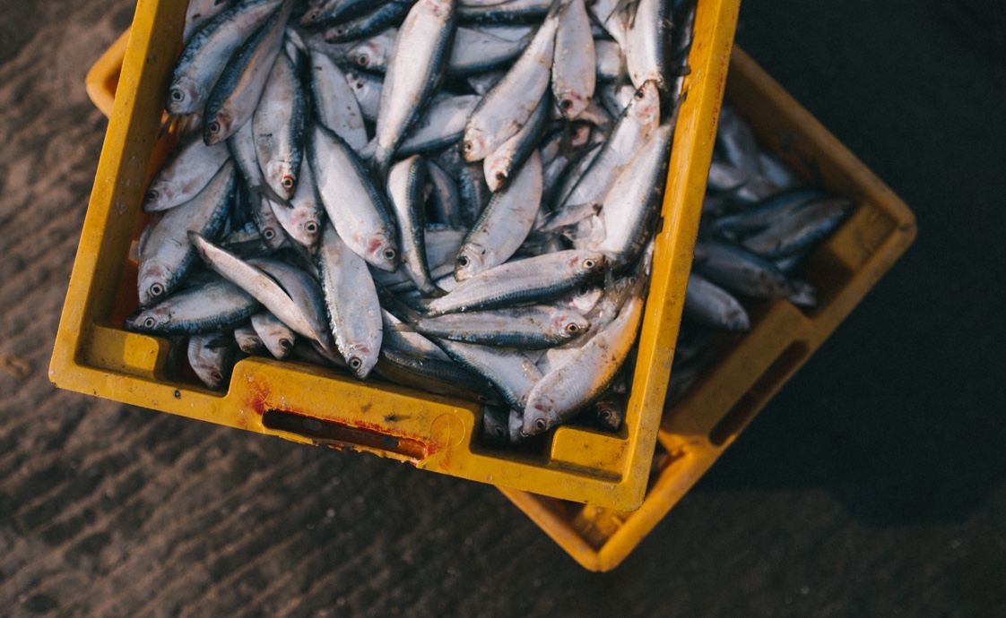 Computer Vision for Fisheries - Port monitoring and boat detection